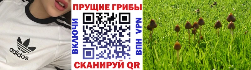 купить наркотики цена  мега маркетплейс  Псилоцибиновые грибы Magic Shrooms  Буинск 